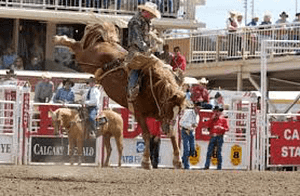 Man wearing a cowboy hat is riding a horse that is trying to buck him off at the Calgary Stampede