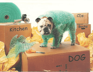 Bulldog on top of a box that is labeled dog and other boxes are labeled kitchen, CDs, books